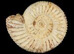 Perisphinctes Ammonite - Jurassic #100235-1